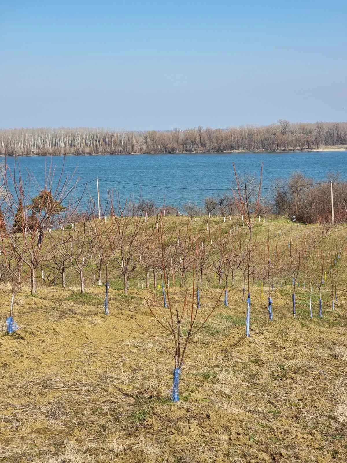 Odličan plac sa pogledom na Dunav-bez provizije (3)